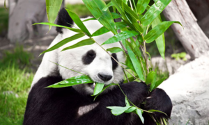 Основной рацион панды - бамбук, хотя ее предки были плотоядными