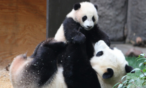Большая панда заботится о детенышах до 18 месяцев