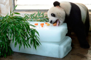 Панда ест не только бамбук, в рацион могут входить самые разнообразные продукты