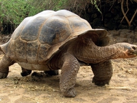 Слоновая черепаха - характеристики