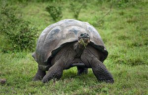Слоновая черепаха - ареал обитания