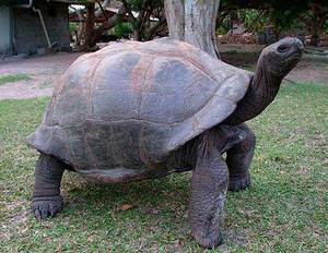 Взрослая слоновая черепаха (сухопутная) фото