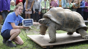 Взвешивание слоновой черепахи в заповеднике