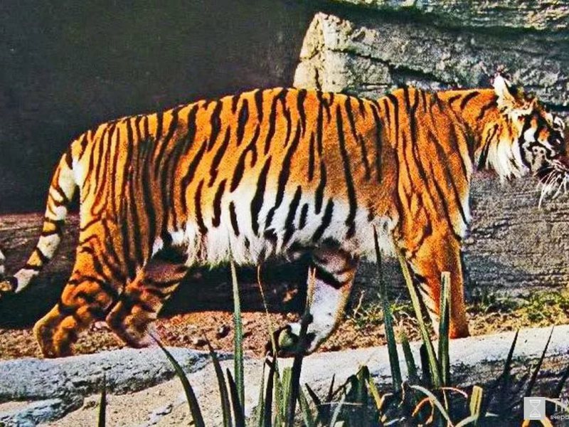 Закавказский тигр на пироде