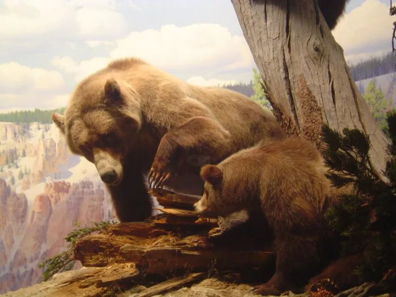 Пещерный медведь с потомством