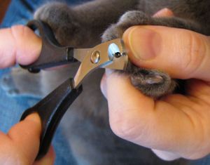 Как правильно стричь когти котенку