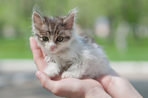 Уличный котенок на руках