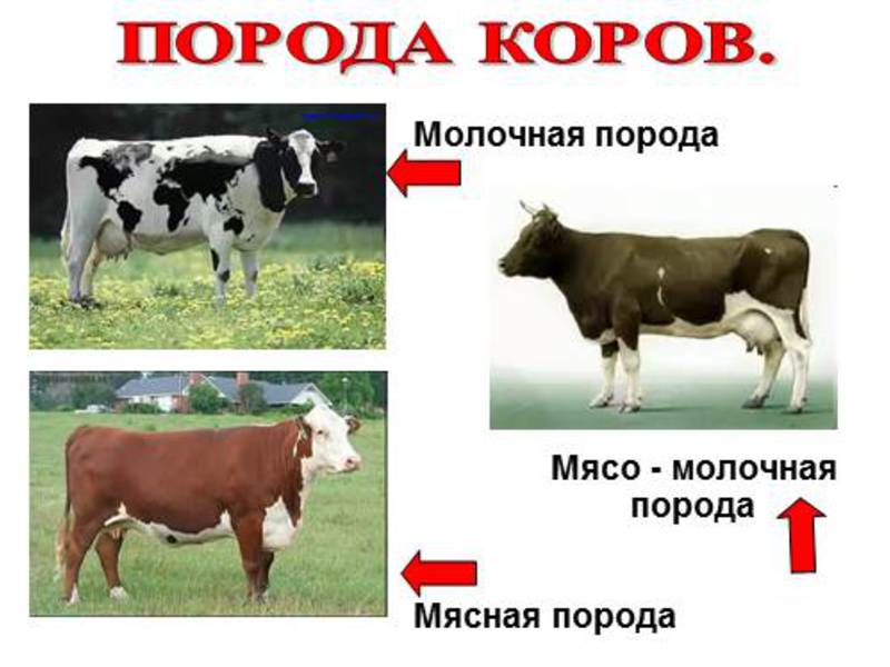  Породы коров различных направлений в России