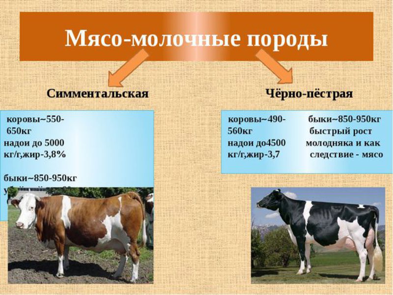 Мясо-молочные породы коров 