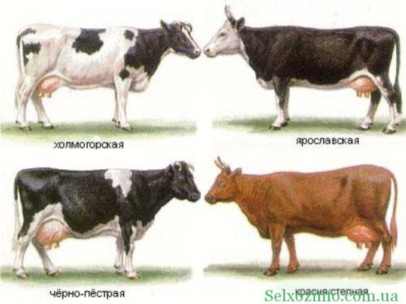 Молочные породы коров 