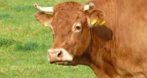 Продолжительность жизни коров и что на нее влияет