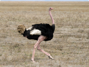 Описание внешнего вида африканского страуса