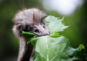 Что ест африканский страус