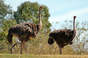 Масайский страус: описание внешнего вида