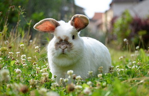 Как ккормить свежей травой кроликов