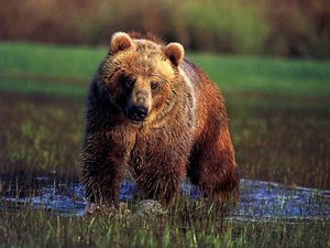Какие бывают медведи