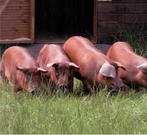 Выращивание свиней породы дюрок