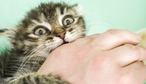 Почему котята кусаются