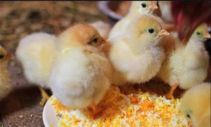 Как кормить цыплят суточных