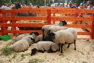 Чем кормить романовских овец
