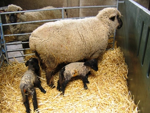 Как произошла порода овец