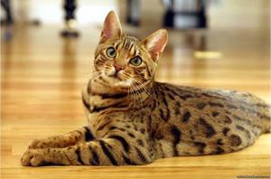  домашняя ласковая бенгальская кошка