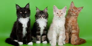 Подрастающие кошки породы мейн-кун