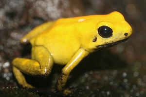 Желтая лягушка является самой ядовитой на планете