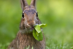 Что едят зайцы