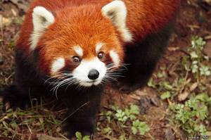Красная панда описание 