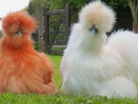 Китайская шелковая курица: описание внешнего вида