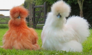 Китайская шелковая курица: описание внешнего вида