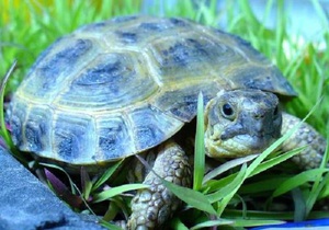 Черепахи в доманшних условиях