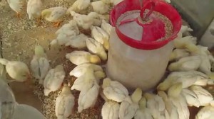 Как обогреть цыплят