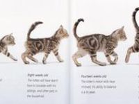 Как определить возраст котёнка