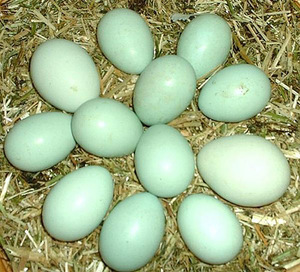 Голубые яйца арауканы