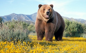 Описание породы бурых медведей