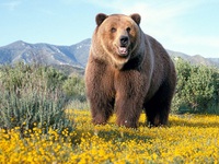 Описание породы бурых медведей