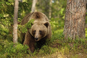 Описание образа жизни бурых медведей