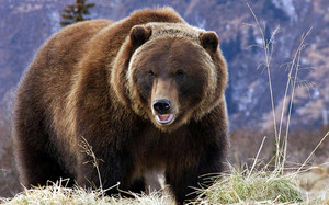 Виды бурых медведей и их характеристики