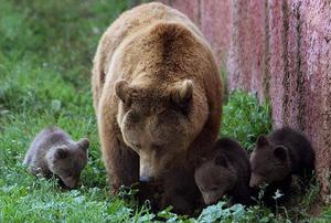 Особенности размножения бурых медведей