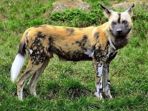 Африканская гиеновидная собака