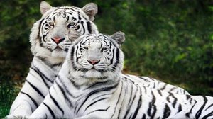 Необычный окрас шерсти белого бенгальского  тигра