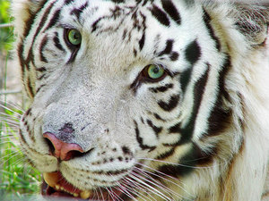 Белый бенгальский тигр – животное, занесенное в Красную книгу