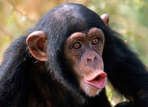 Шимпанзе - места обитания и проблемы