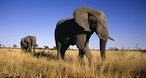 Африканский слон также человеком поставлен на грань вымирания