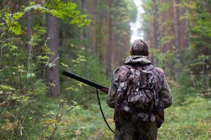 Активная охота и, особенно, браконьерство сокращают число животных