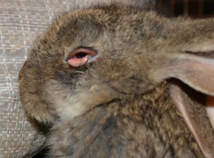 Лечение Болезней кроликов