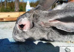 Лечение кроликов антибиотиками