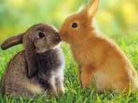 Знаете ли вы, чем отличаются зайцы от кроликов?